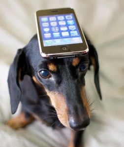 dog-with-iphone-by-nao-cha.jpg-7971200-pixels