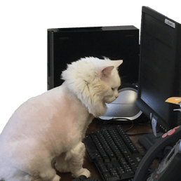 shaved_cat_on_computer.png