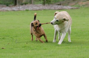 Small-dog-breeds-dogs-playing-together-300x198