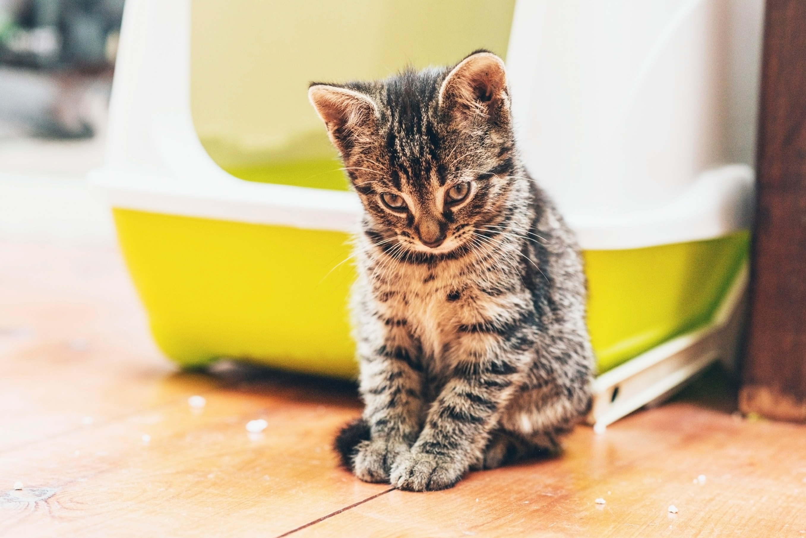 Training Your Cat to Use the Litter Box (Every Time)